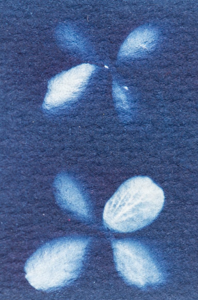 Making cyanotypes with Sarah’s kit – color experiments